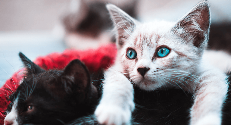 Breeder Ragdolls White cat