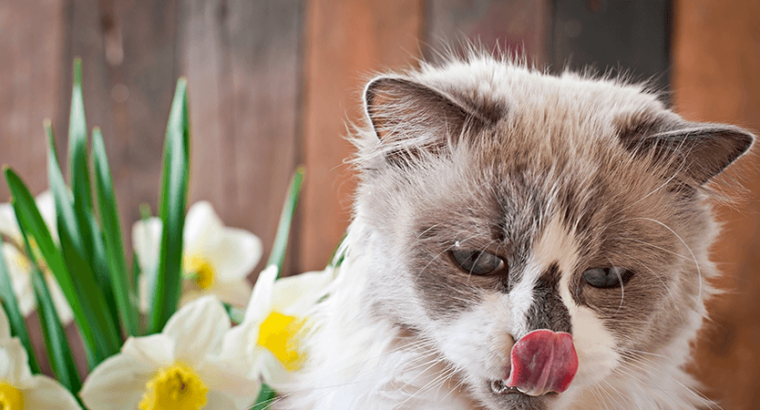 Breeder Ragdolls White cat